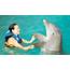 Cancun Dolphin Swim Adventure In Book Tours & Activities At 