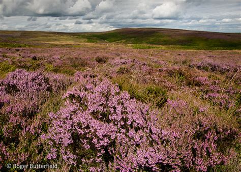 Heather Moorland Heather Calluna Vulgaris Growing On Br Flickr