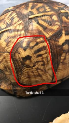 Zoology Sea Turtles Flashcards Quizlet