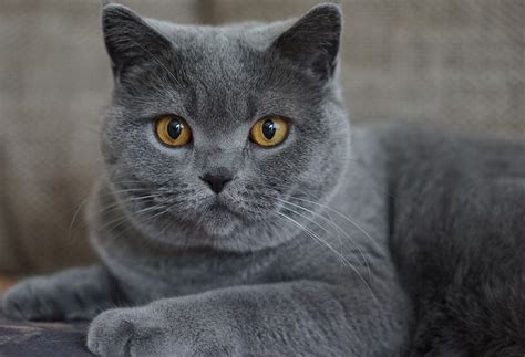 Chartreux Cat Breeds Breed Information Mad Paws