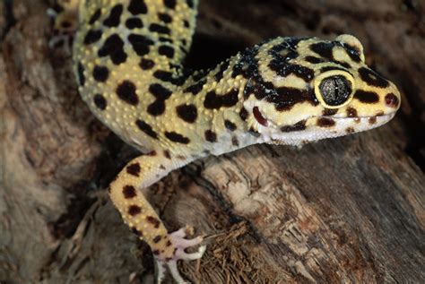 Geckos As Pets Care Guide And Introduction