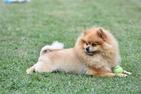Random Shots Of My Full Size Pomeranian With His Lion Cut Flickr