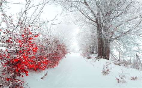Beautiful Snow Wallpapers ·① Wallpapertag