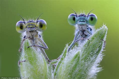 Incredible Photographs Capture Groups Of Bug Eyed Dragonflies Daily