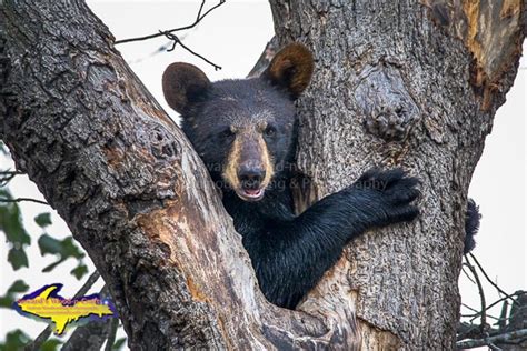 Wildlife Bear Cub 1260 ~ Michigans Upper Peninsula Sewards Wood N
