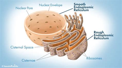 The Golgi Apparatus Acts Like A Mail Room For Eukaryotic Cells