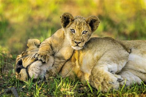 In Turning Point For Lion Conservation Panthera And Wildcru Unite Lion