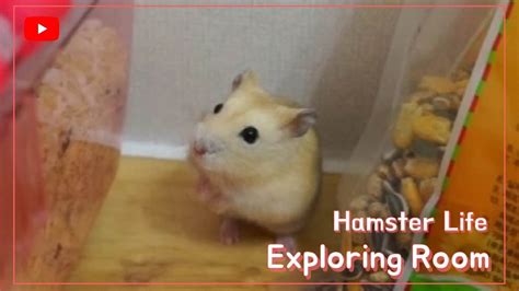 Hamster Life Exploring Room 햄스터 일상 방구석 탐험 Youtube