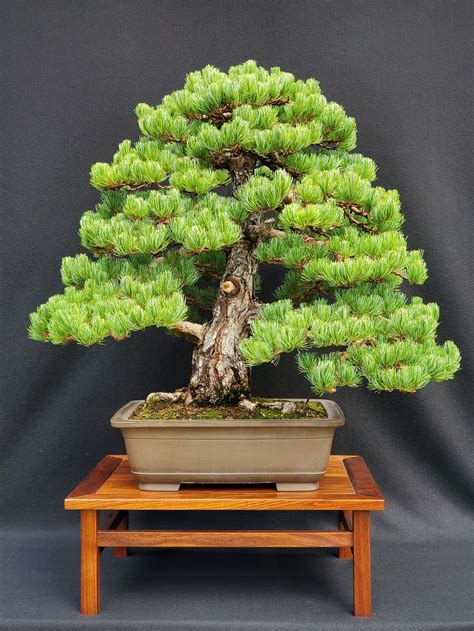 Pinus parviflora (сосна біла японська) — один з видів роду сосна родини соснових. Roger Snipes | Pinus parviflora 'Miyajima' - Bonsai BCI ...
