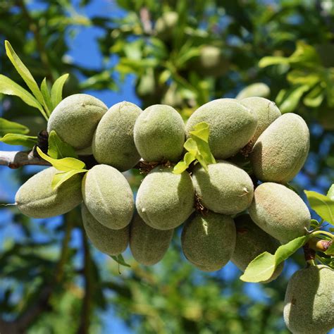 All In One Almond Trees For Sale