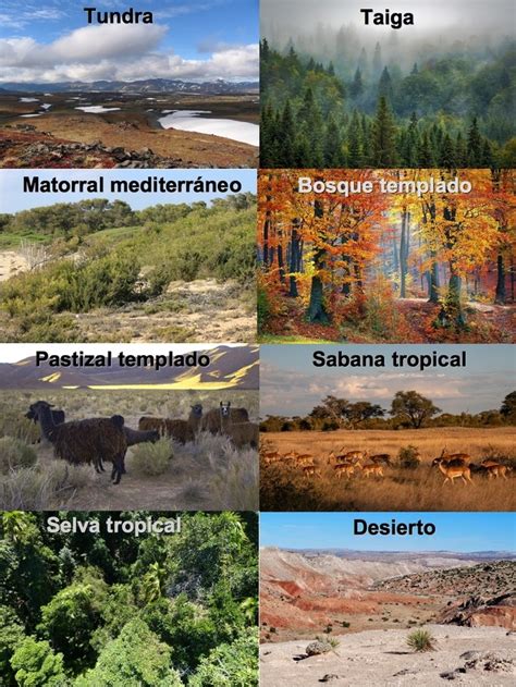 Los Principales Tipos De Biomas Del Mundo