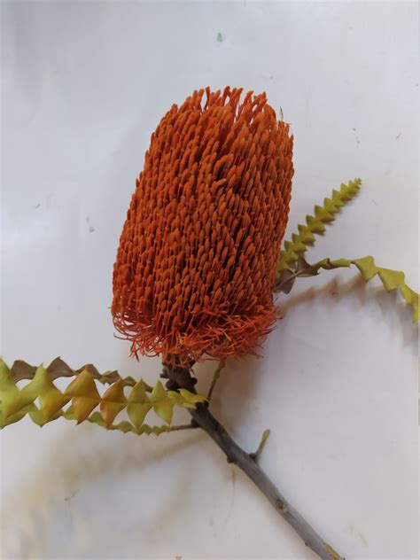 Fantastic Dried Ornage Banksia Speciosa Stem Color Enhanced Etsy
