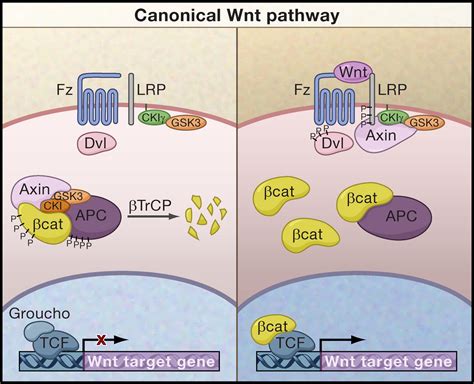 Wnt Catenin Signaling In Development And Disease Cell
