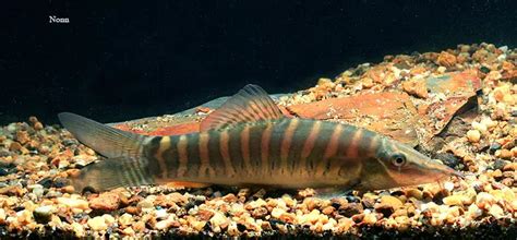 Syncrossus Helodes Banded Tiger Loach — Seriously Fish