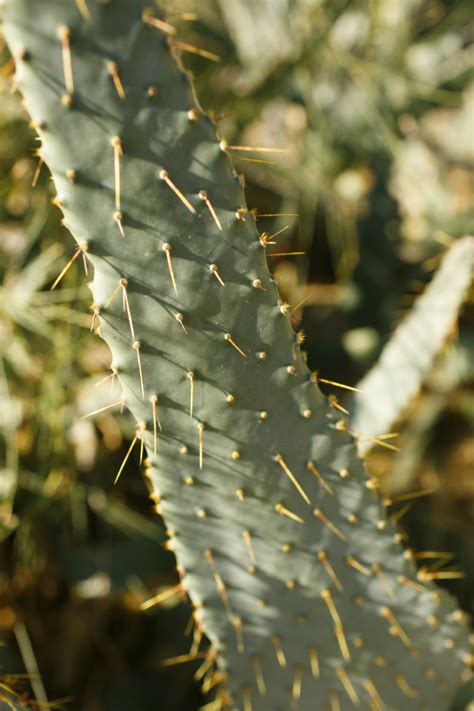 Cactus California Desert Entouriste