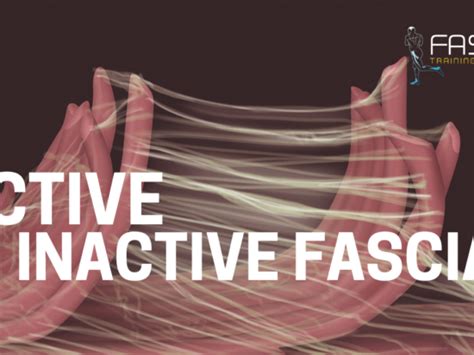Active Vs Inactive Fascia Fascia Training Academy