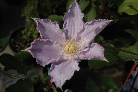 Check spelling or type a new query. Ruffled Feathers Clematis (Clematis 'Vancouver Sea Breeze ...