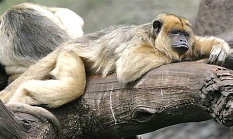 Howler Monkeys Factsinformation And Habitat