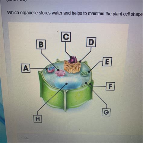 Plant cells have a cell wall, which provides structural support to the cell and prevents major shape changes. Which organelle stores water and helps to maintain the ...