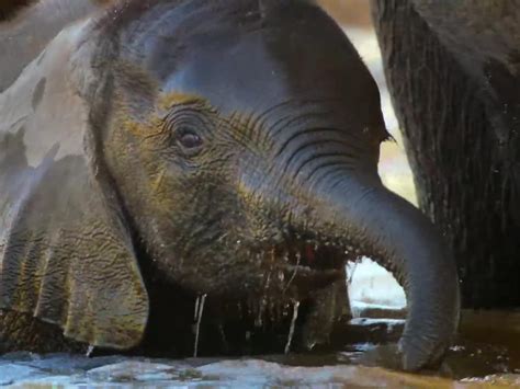 Elephants Drink Huge Amounts Of Water The Adults Needup To 50 Gallons Every Day So