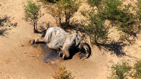 Hundreds Of Elephants Are Mysteriously Dying In Botswana — Quartz Africa