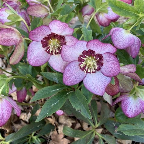 Hellebores Plant Care And Collection Of Varieties