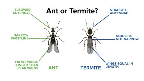 A Quoi Ressemble Une Termite 5 Things You Should Know About Flying