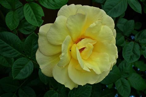 Download Free Photo Of Flower Rose Yellow Rose Petal Of A Rose