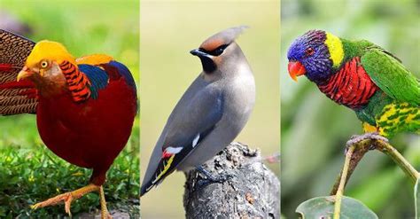 Top 10 Most Beautiful Birds In The World That Look So Stunning