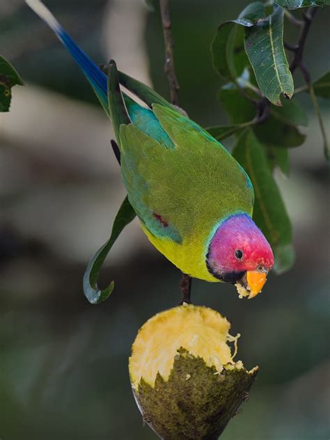 Parrot Encyclopedia Plum Headed Parakeet World Parrot Trust