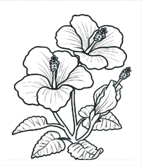 Gambar Bunga Sketsa