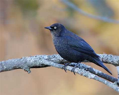 Birds At Risk The Importance Of Canadas Boreal Wetlands And Waterways