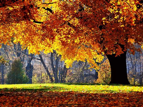 Download Wallpaper Autumn Tree Yellow Leaf Oak By Kmccall Oak Tree