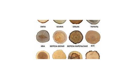wood grain identification chart
