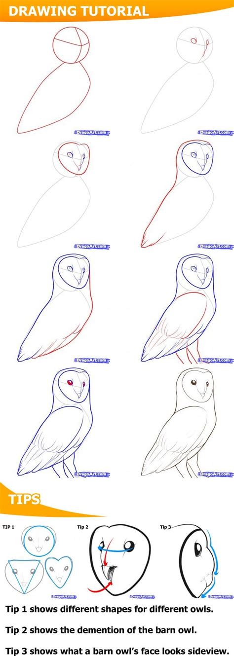 How To Draw A Barn Owl Owls Drawing Drawing Tutorial Drawing Sketches