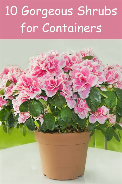 10 Gorgeous Shrubs For Containers In 2023 Container Flowers