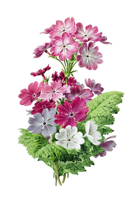 Primrose Flower Vintage Clipart Free Stock Photo - Public Domain Pictures