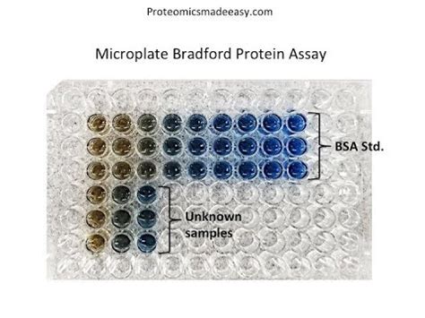 The principle of this assay is that the binding of protein molecules to coomassie dye under acidic conditions results in a color change from brown to blue. Bradford Protein Assay principle explanation - YouTube