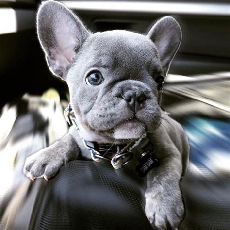 Lately, we could notice there is growing popularity of buying rare colored french bulldogs. Pin by Ann M. on Frenchie Love ️ - Blue French Bulldogs ...
