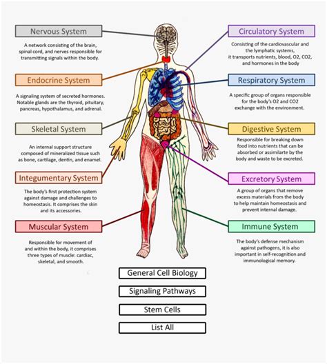 Diagram Of The Body Systems