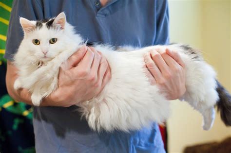 It's quite common to notice loose skin fold on your cat's abdomen as your cat's belly pooch sways as they walk. How to Get Rid of a Fat Pouch on a Cat (with Pictures) | eHow