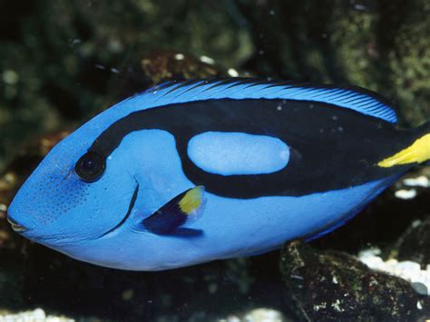 From ordering seafood at a restaurant to understanding why there are so many the traditional form of the chinese character for fish evolved from an ancient pictograph. Please, Let's Not Find Dory: Why Buying A Blue Tang Is A ...