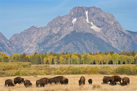 Panorama Of American Bison Buffalo On Photograph By Kencanning Pixels