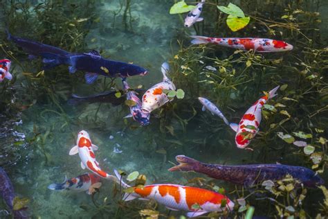 Japanese Koi Fish Pond Photograph By Jennie Marie Schell Pixels Lupon