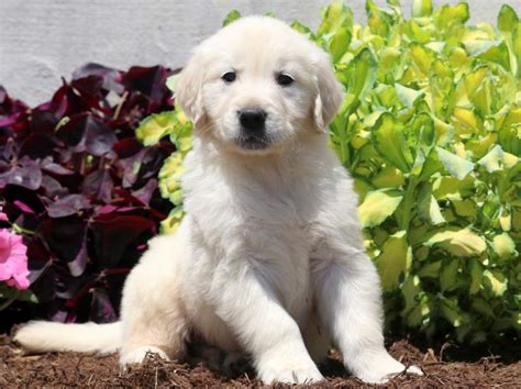This sweet breed is kind, confident, responsive, affectionate and overall makes for a great family pet. Houston | Golden Retriever - English Cream Puppy For Sale ...