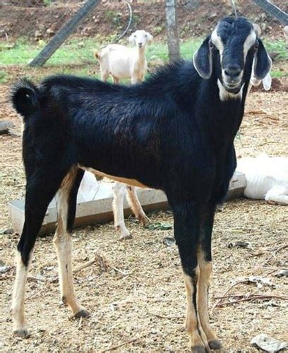 Black Osmanabadi Goats At Best Price In Cuddapah Andhra Pradesh