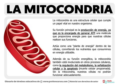 Función De La Mitocondria