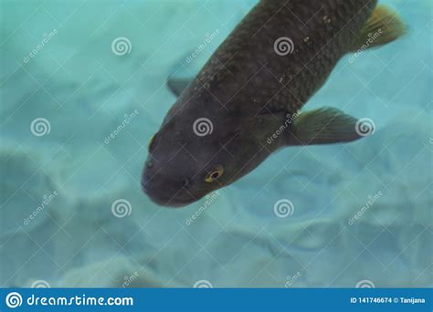 Big Lake Fish In Clear Turquoise Water Croatia Stock Photo Image Of