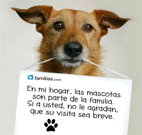 15 Imagenes De Mascotas Con Frases De Amor Mejor Casa Sobre Frases De