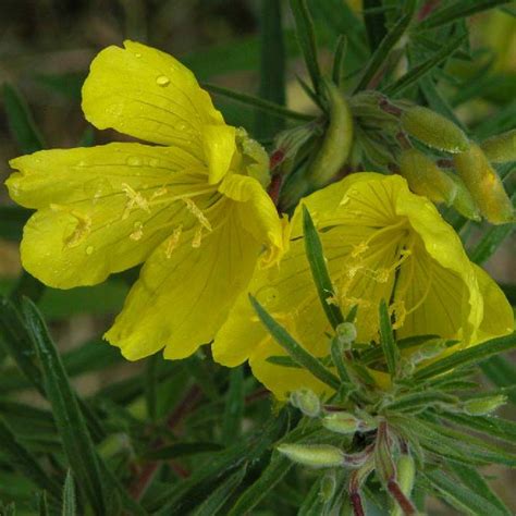 La hauteur est de 0.20 à 0.30 m, pour une largeur. OENOTHERA odorata 'Sulphurea' - Oenothère, Onagre ...